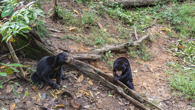 Two sun bears helarctos malayanus are feeding. Biruangs are sitting on the ground, eating fruits. Black fur with orange spots on the chest, paws with long claws, muzzles are visible. Malaysia. Borneo