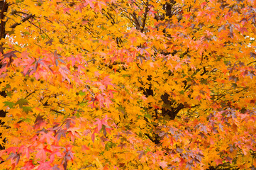 一面の紅葉したモミジの葉