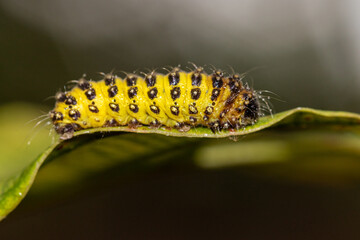 Caterpillar of the Spotted Ladybug (Ceratonia aurata)