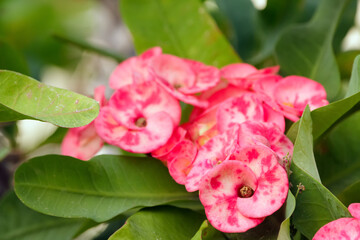 Bunch of pink flowers of Christ thorn on the branch with leaves.