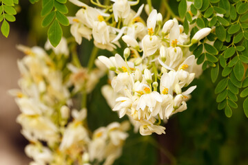White bloom of Moringa oleifera with green foliage on a branch.