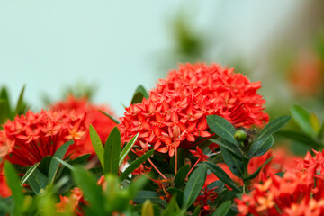 Vivid red flowers of Ixora coccinea with green leaves.