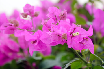 Fototapeta premium Blooming branch of Bougainvillea with purple flowers and green foliage.