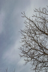Fototapeta na wymiar tree silhouette against the sky in the forest