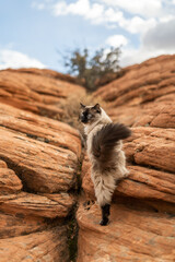 Gorgeous Siamese Cat Climbing Red Rocks Looking Back