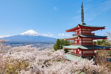 Obraz premium Fuji mountain view from Chureito Pagoda with cherry blossom in spring season