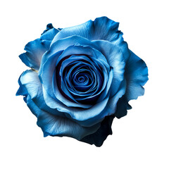 Blue Rose on isolated background