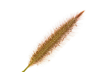 dry plant isolated on white background