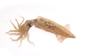 Fototapeta premium Squid isolated on a white background