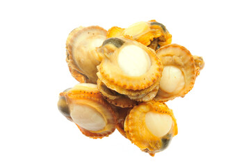 scallop