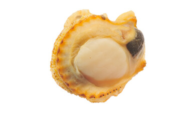 scallop