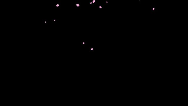 Falling cherry blossoms. Spring Easter Overlay. Animated sakura petals. 25fps