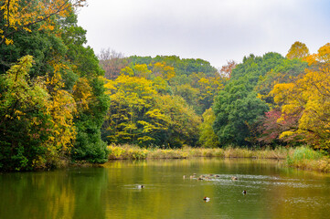 紅葉の染まった池と水鳥の風景