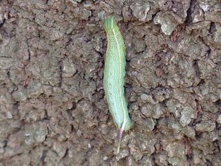 green caterpillar on a tree