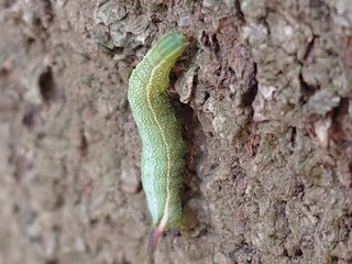 green caterpillar on a tree
