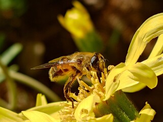 macro of bee on yellow flower