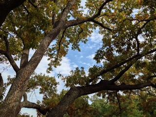 trees and beautiful sunny sky