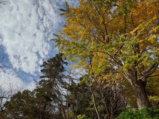 beautiful autumn leaves against sky