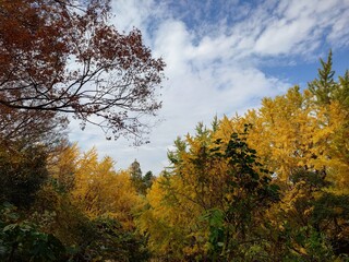 beautiful autumn leaves against sky