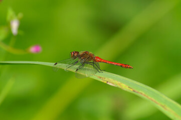 Closeup on a brilliant colorful red male of the European Ruddy darter dragonfly, Sympetrum sanguineum