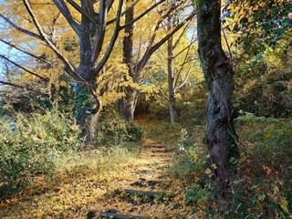 beautiful path in a forest