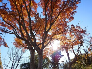 beautiful autumn leaves against sky