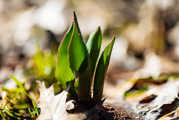 young sprouts of tulips in the garden