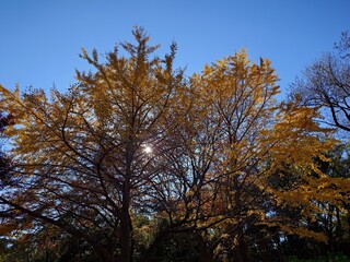 beautiful autumn leaves against sky
