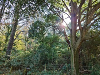 trees and beautiful sunny sky