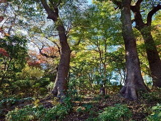 trees and beautiful sunny sky