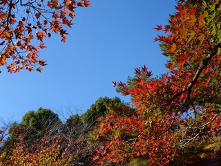beautiful autumn leaves against sky
