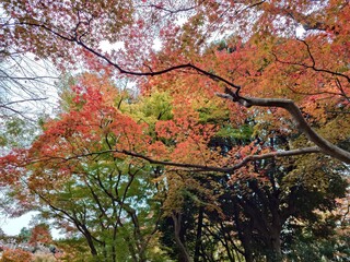 beautiful autumn leaves against sky
