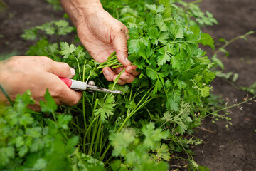 Close-up of womans hands with pruner cutting crop of fresh parsley