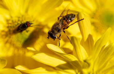 Detail of a bee on a large yellow flower.