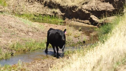 cow drinking water in a creek in australia in summer