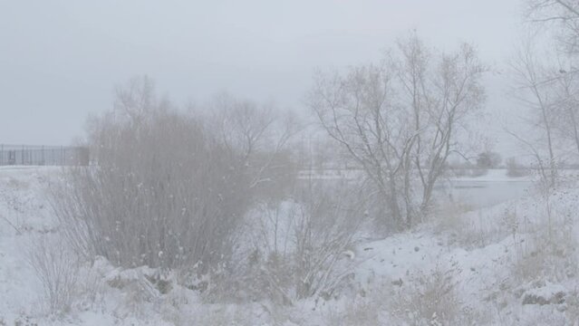 snowy trees and bush in front of lake in winter