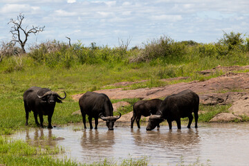 a small herd of African buffalo at the waterhole