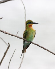 The blue-tailed bee-eater (Merops philippinus) is a near passerine bird in the bee-eater family Meropidae