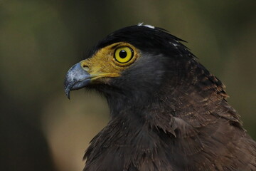 The crested serpent eagle (Spilornis cheela) is a medium-sized bird of prey that is found in forested habitats across tropical Asia