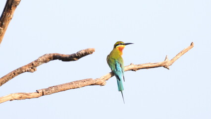 The blue-tailed bee-eater (Merops philippinus) is a near passerine bird in the bee-eater family Meropidae