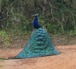 Obraz premium The Indian peafowl (Pavo cristatus), also known as the common peafowl, and blue peafowl, is a peafowl species native to the Indian subcontinent
