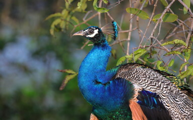 The Indian peafowl (Pavo cristatus), also known as the common peafowl, and blue peafowl, is a peafowl species native to the Indian subcontinent