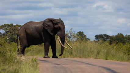 a big bull elephant tusker