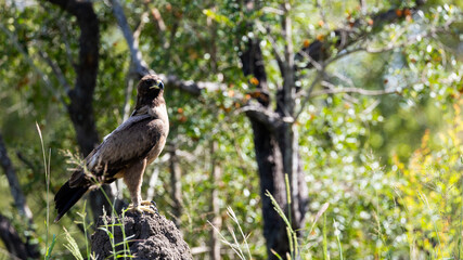 a lesser spotted eagle perched on a termite mound