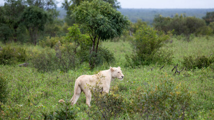 Obraz na płótnie Canvas a white lioness in Kruger National Park