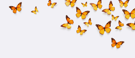 Brown butterflies on a white background, a place for text or advertisements.