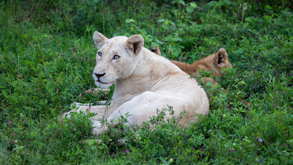 a white lioness in Kruger National Park