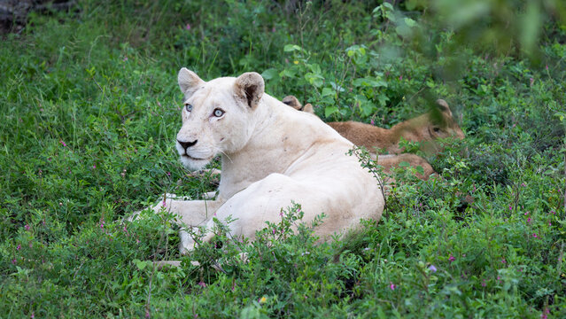 a white lioness in Kruger National Park