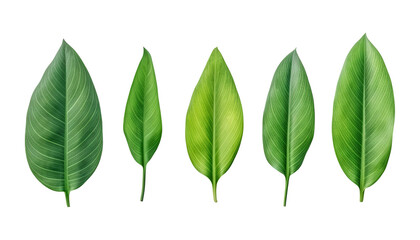 set of small green leaves isolated on transparent background cutout