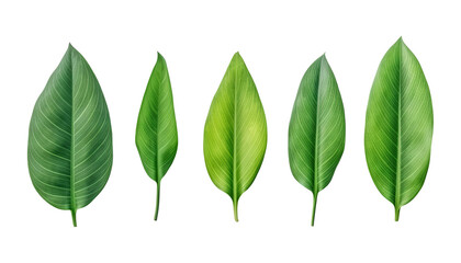 Obraz premium set of small green leaves isolated on transparent background cutout